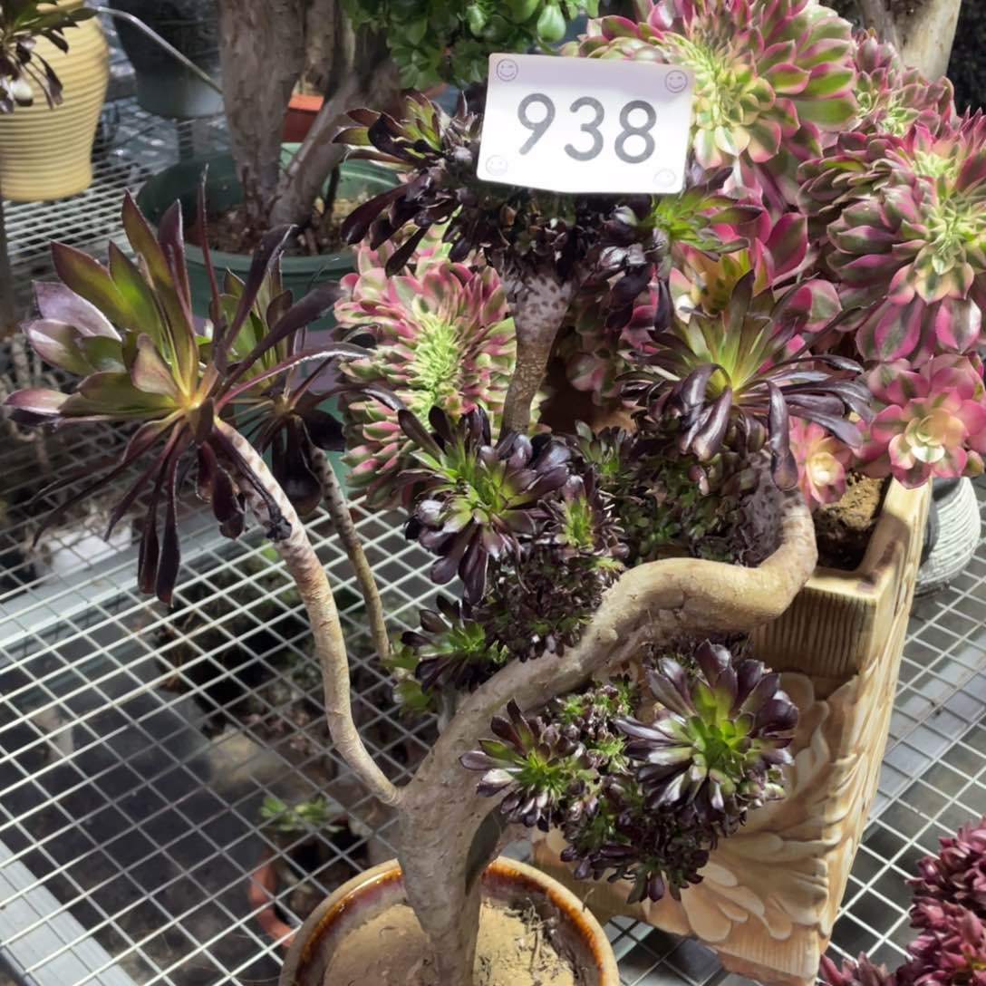 938黑法缀       多肉       