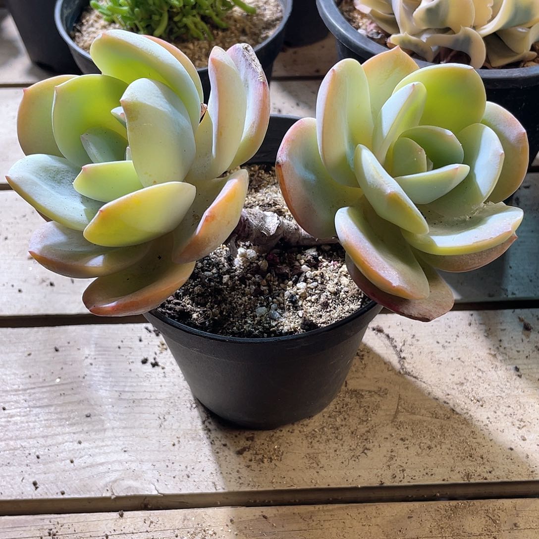 1236 奶桃  六月六