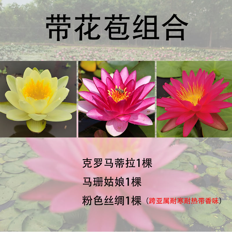 【三颗中型玛珊丝绸克罗马组合】耐寒睡莲带花苞池塘花盆水缸