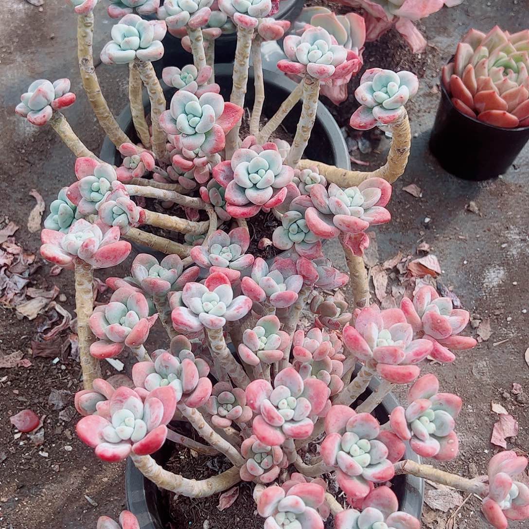 樱花红洛神多头群生精品特价