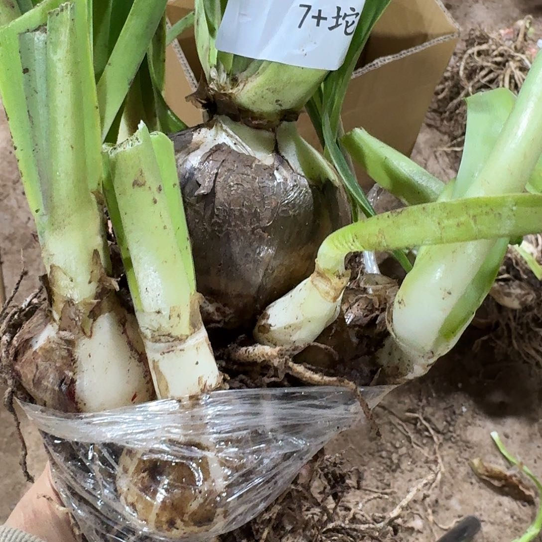 丽朵香妃7+坨坨开花球