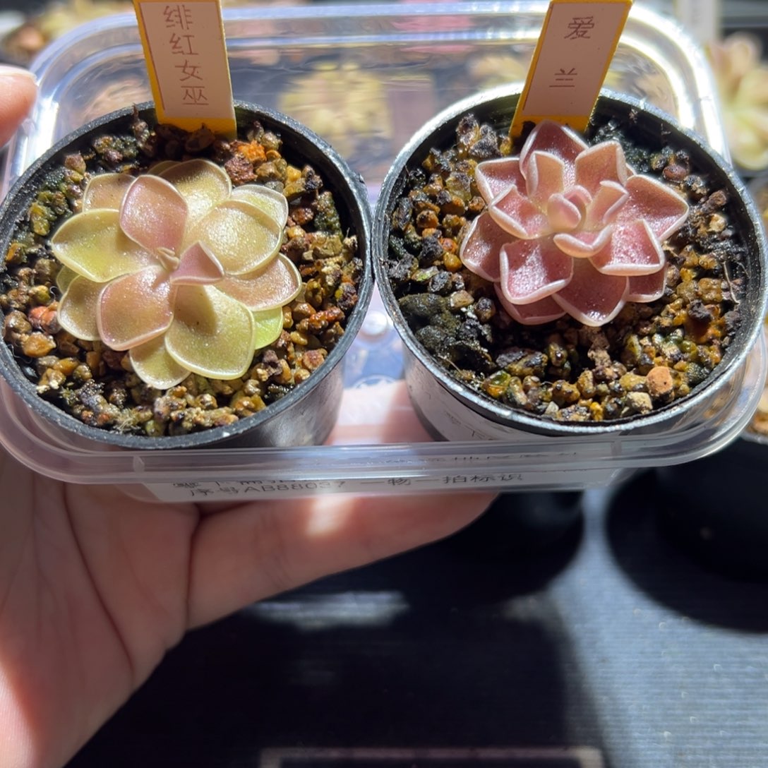 伊爱兰绯红女巫捕虫堇脱土发88037