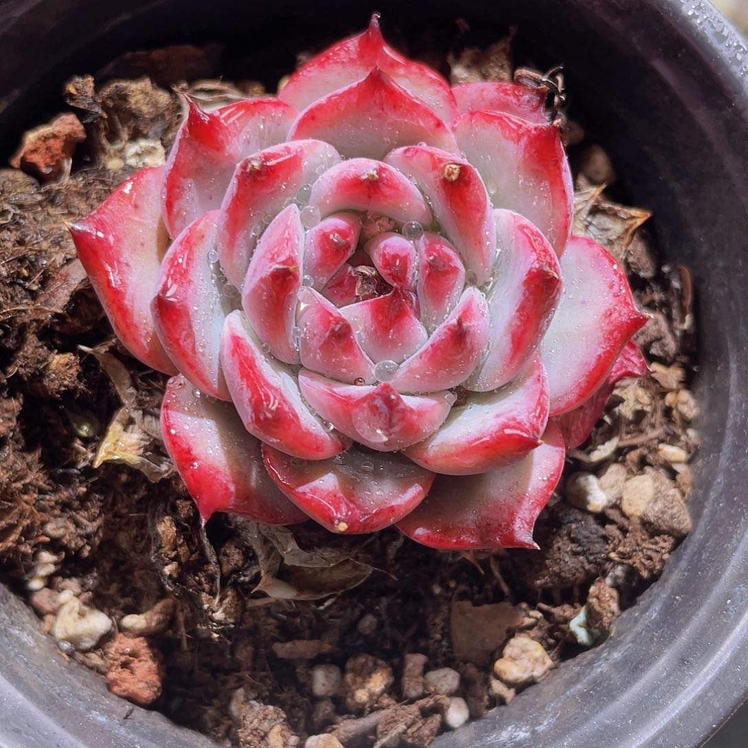 88 精品多肉一物一拍