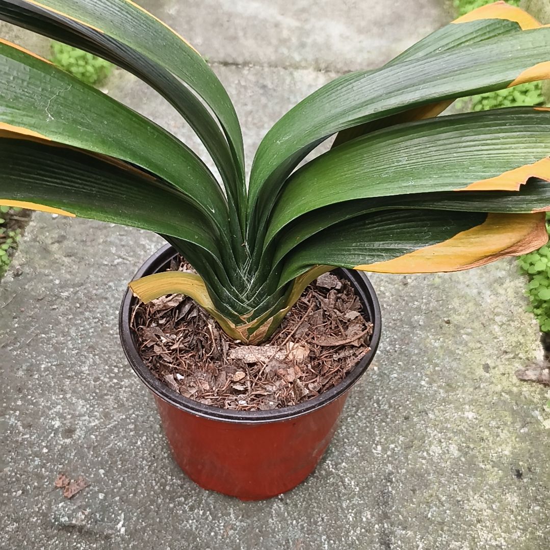 雨***丝完全开放盲盒大苗残叶无售后