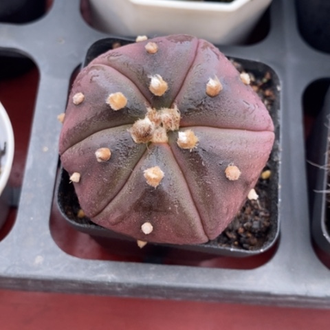 实生紫皮4仙人球