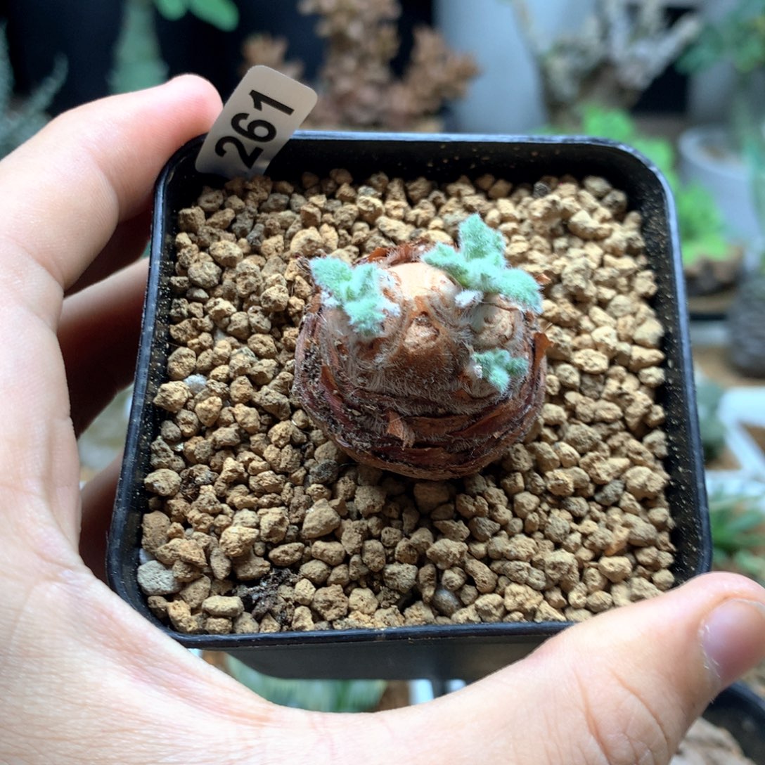 羽叶洋葵多肉脱土