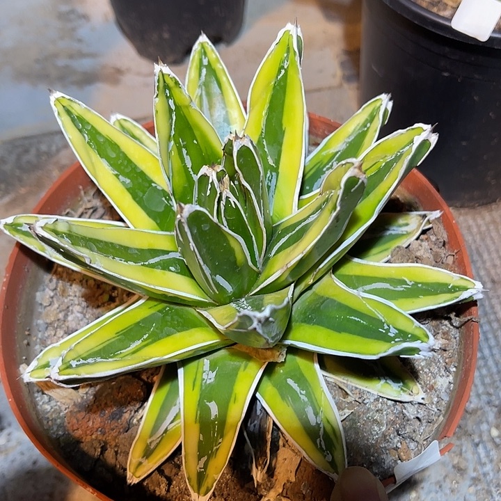 满38包邮2天凑单，脱土晾根发货多肉植物