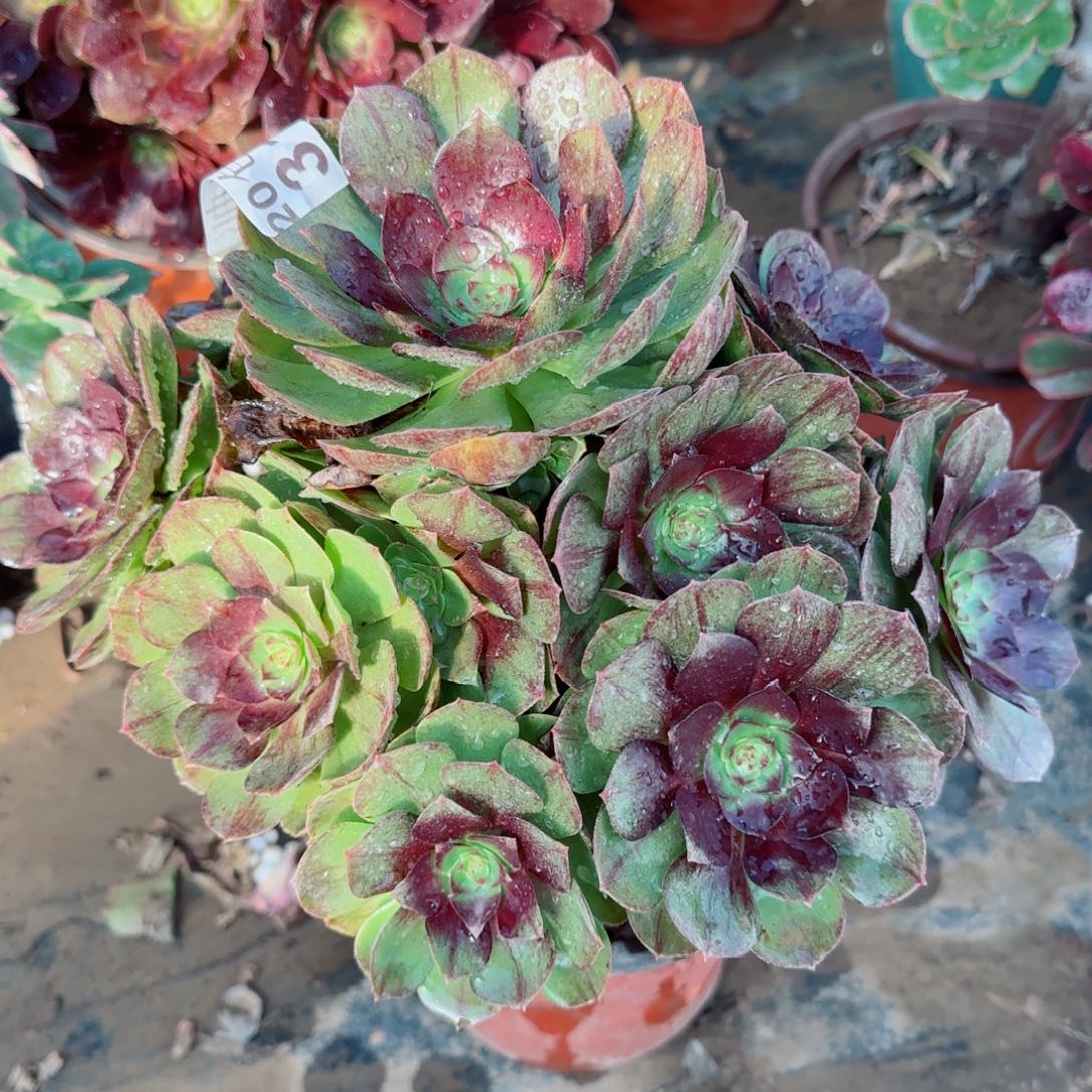 黑魔319满20包邮断枝不包