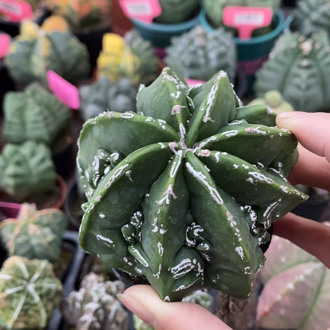 花花草草花花草草
