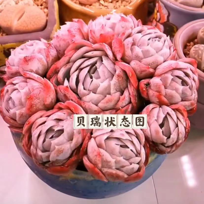 云漫多肉  盆栽香水贝瑞  20-25cm左右  多肉植物