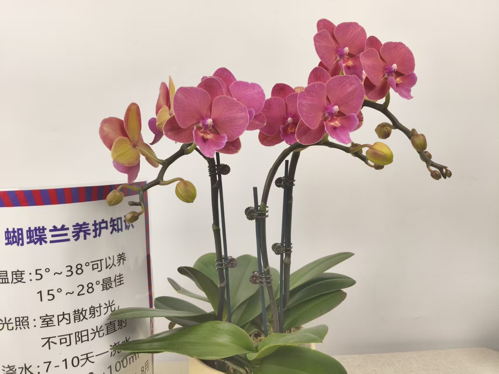 【红酒恋人】盆栽大苗带花剑花苞四季开花室内花卉兰花盆栽好养活