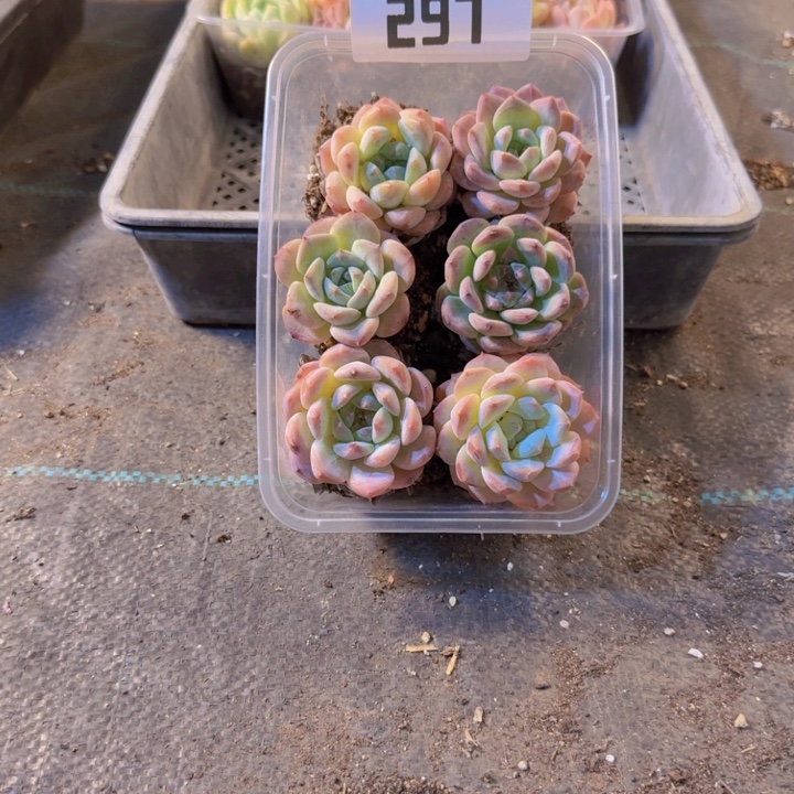 297.拼盘，多肉植物