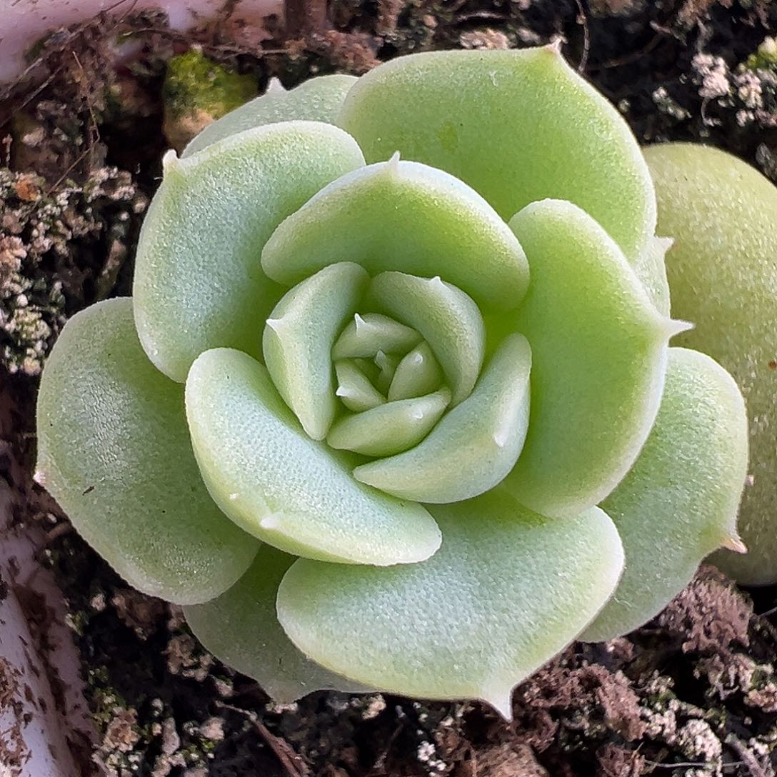 开播福利 新品麦7。