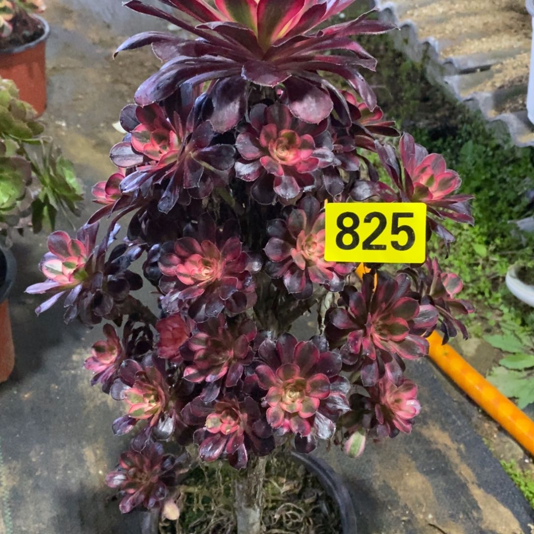 香奈多肉法师825