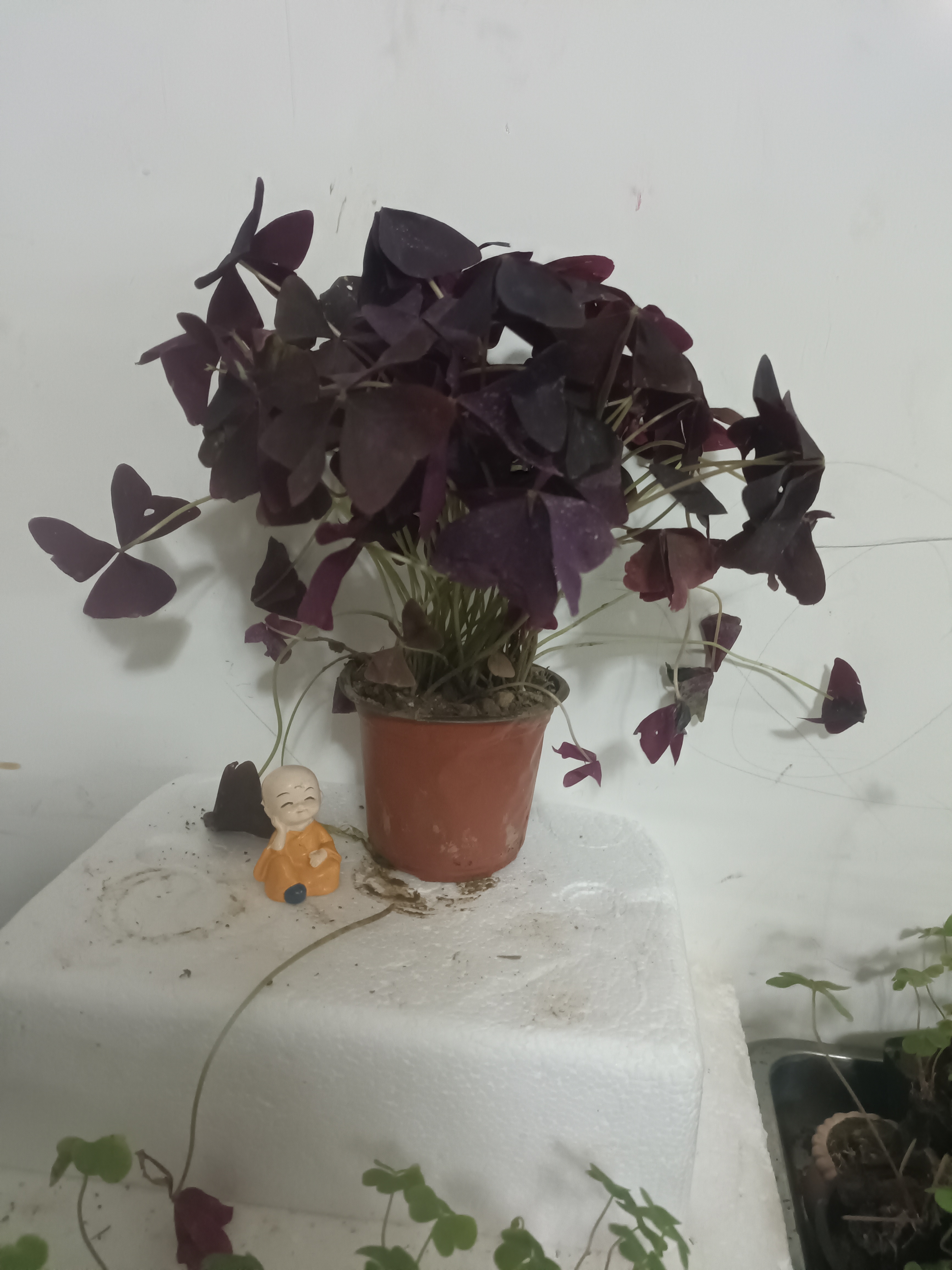 紫叶酢浆草 种球 多年生 花卉植物阳台盆栽易种活四季开花