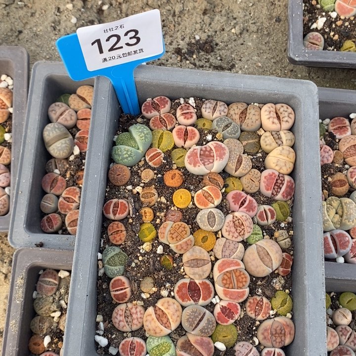 菩*心123生石花小苗长