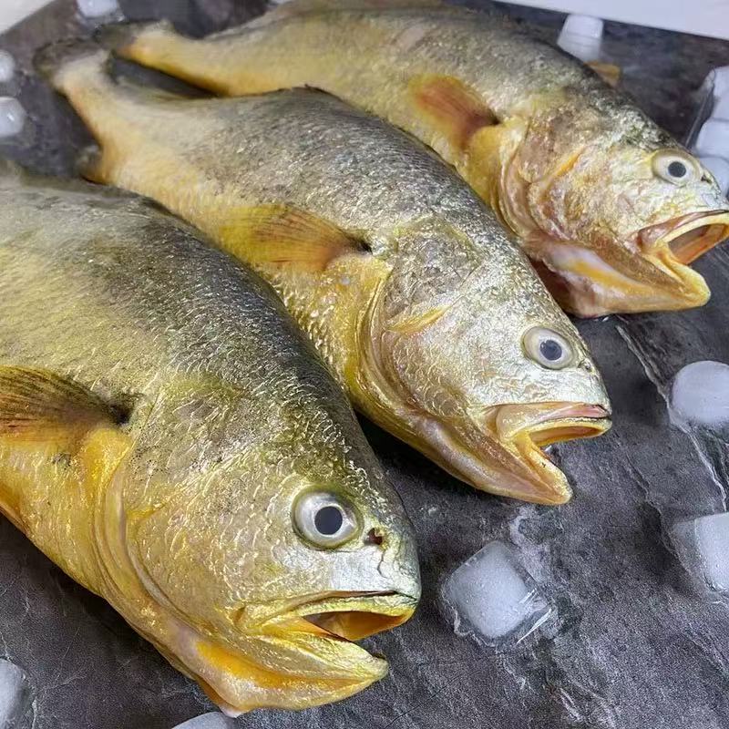 广东汕尾海鲜【7条左右/斤】本港纯野生黄花鱼 深海捕捞金龙鱼