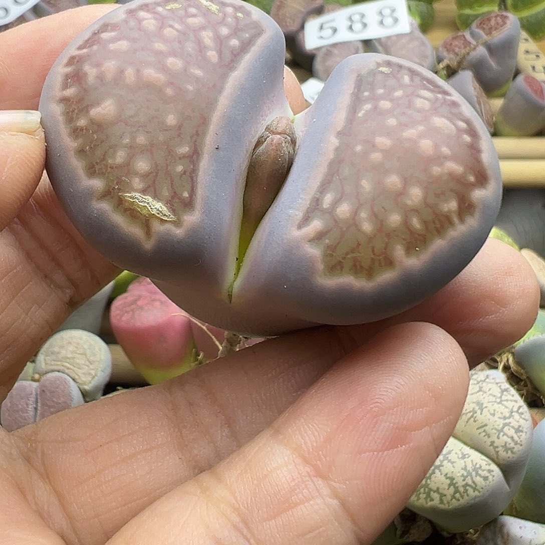 612巨无霸炸了11111111