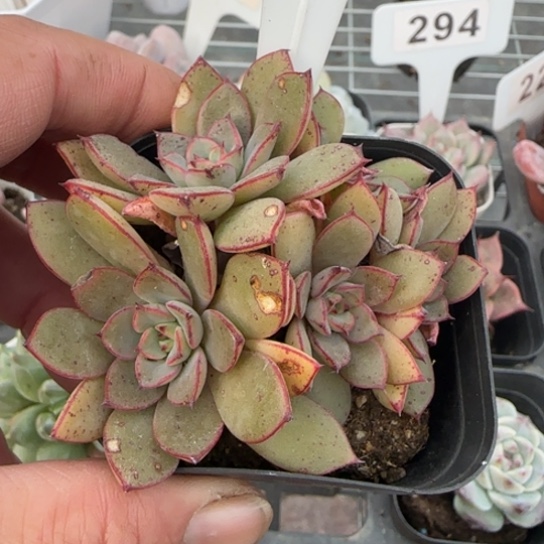 136灰姑娘多肉植物多