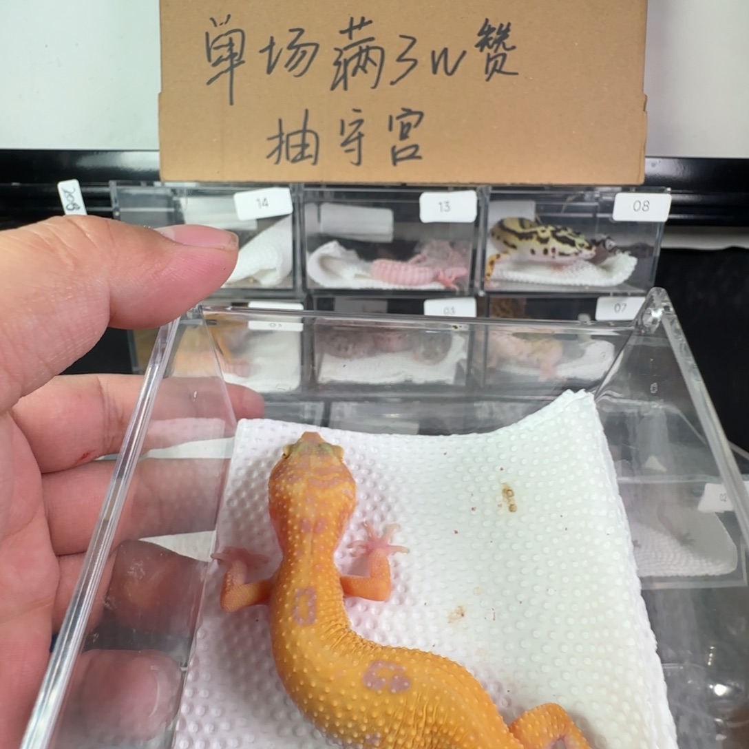 豹纹守宫暴龙妹妹