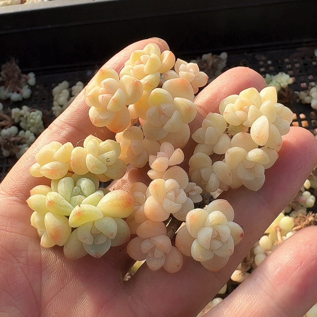 花***呀多肉卡卡米群生4颗一起