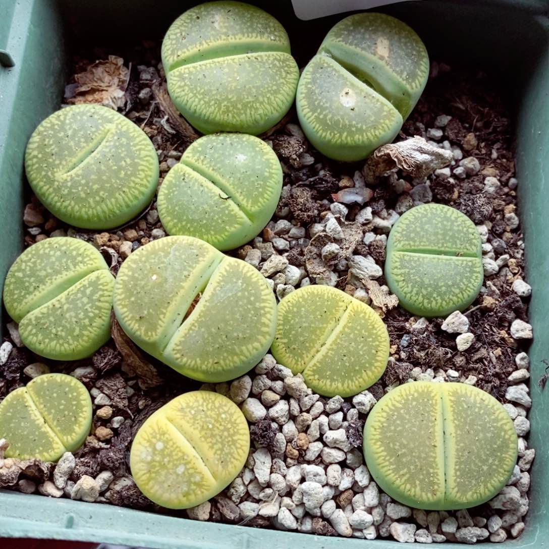 我的小姐姐们都是我的小可爱045