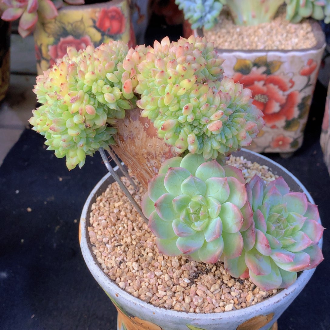 精品多肉植物花卉盆栽