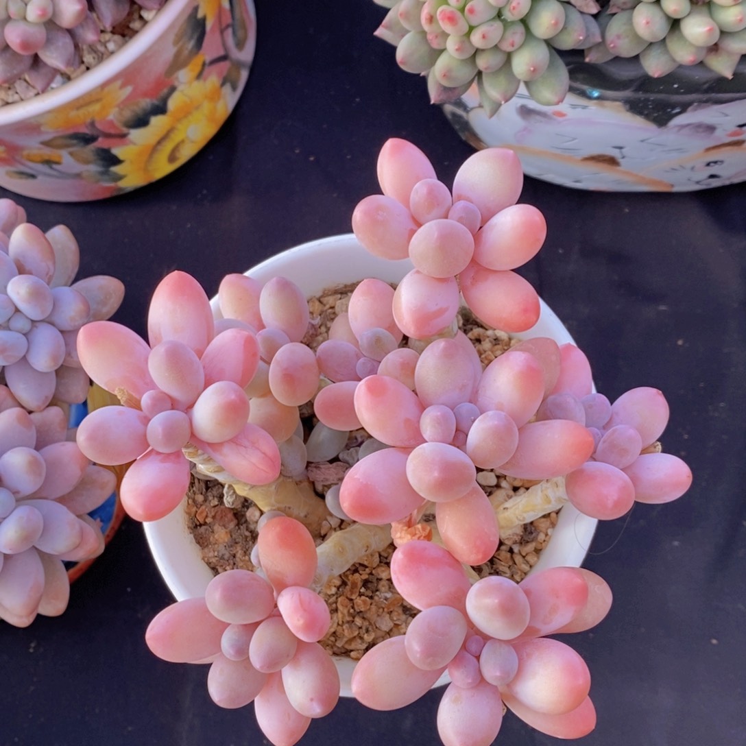 汤圆 一物一拍  多肉