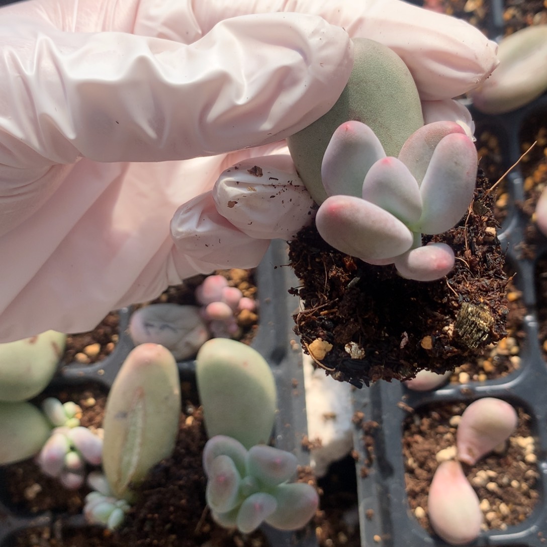 米可奶酪多肉叶插苗