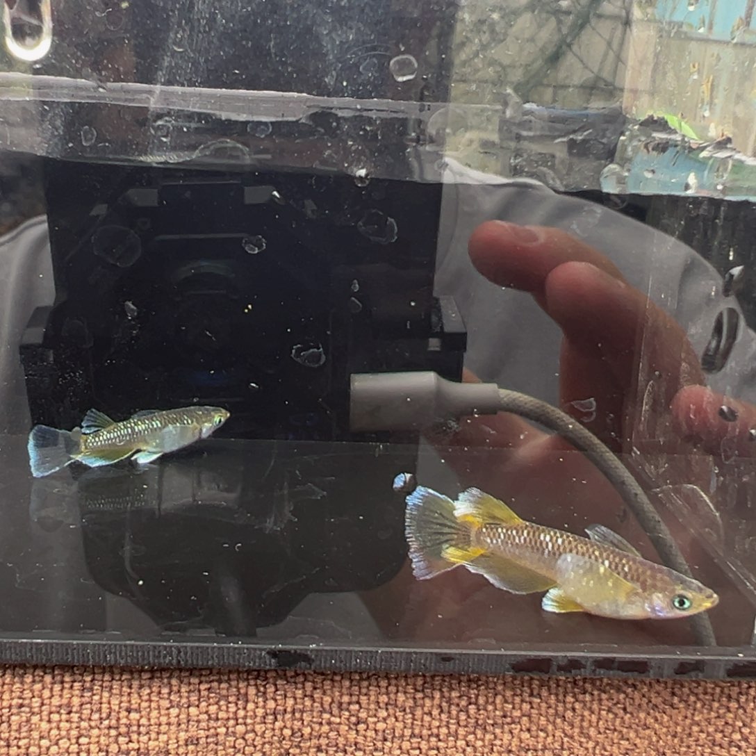 青鳉鱼603.奶酪真长鳍一对