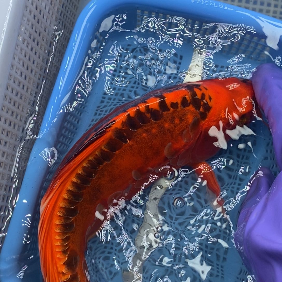 锦鲤冷水锦鲤包邮