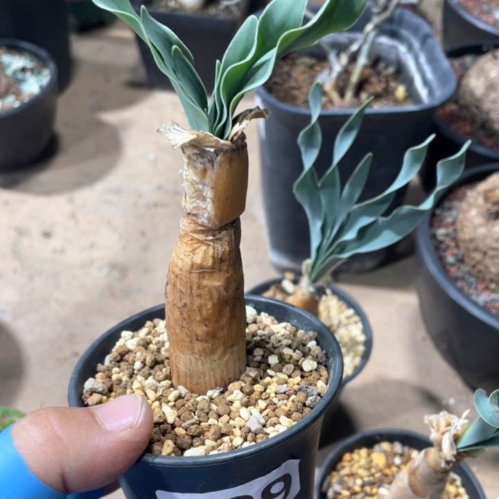 229产地巨凤之卵