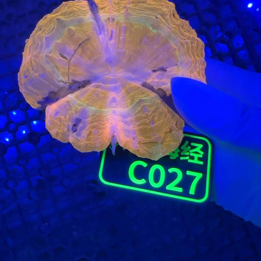 瓶***J纽扣珊瑚晓晓不包邮露骨脱藻富士脑C027