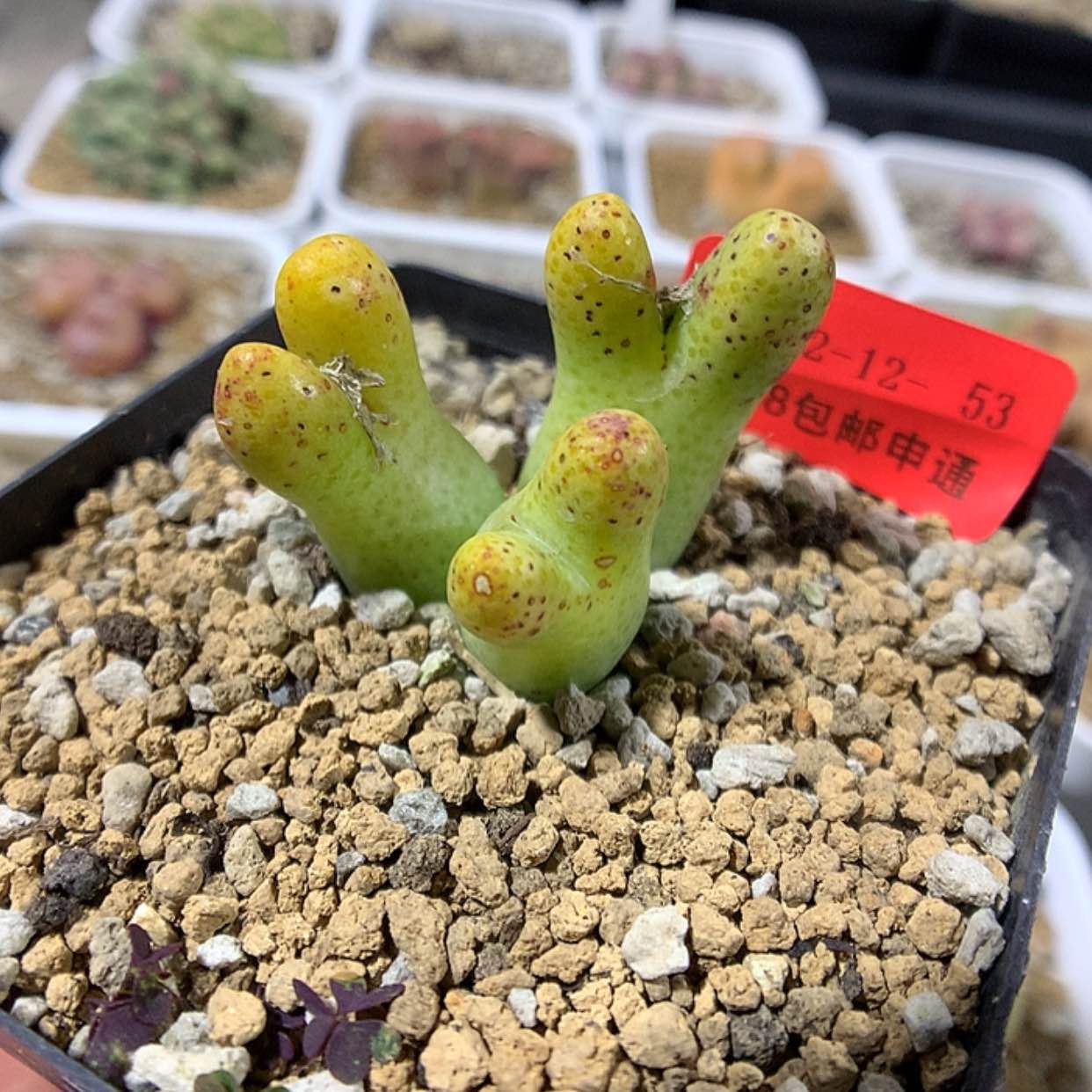 【闪购商品】2-12-53 斑马 30