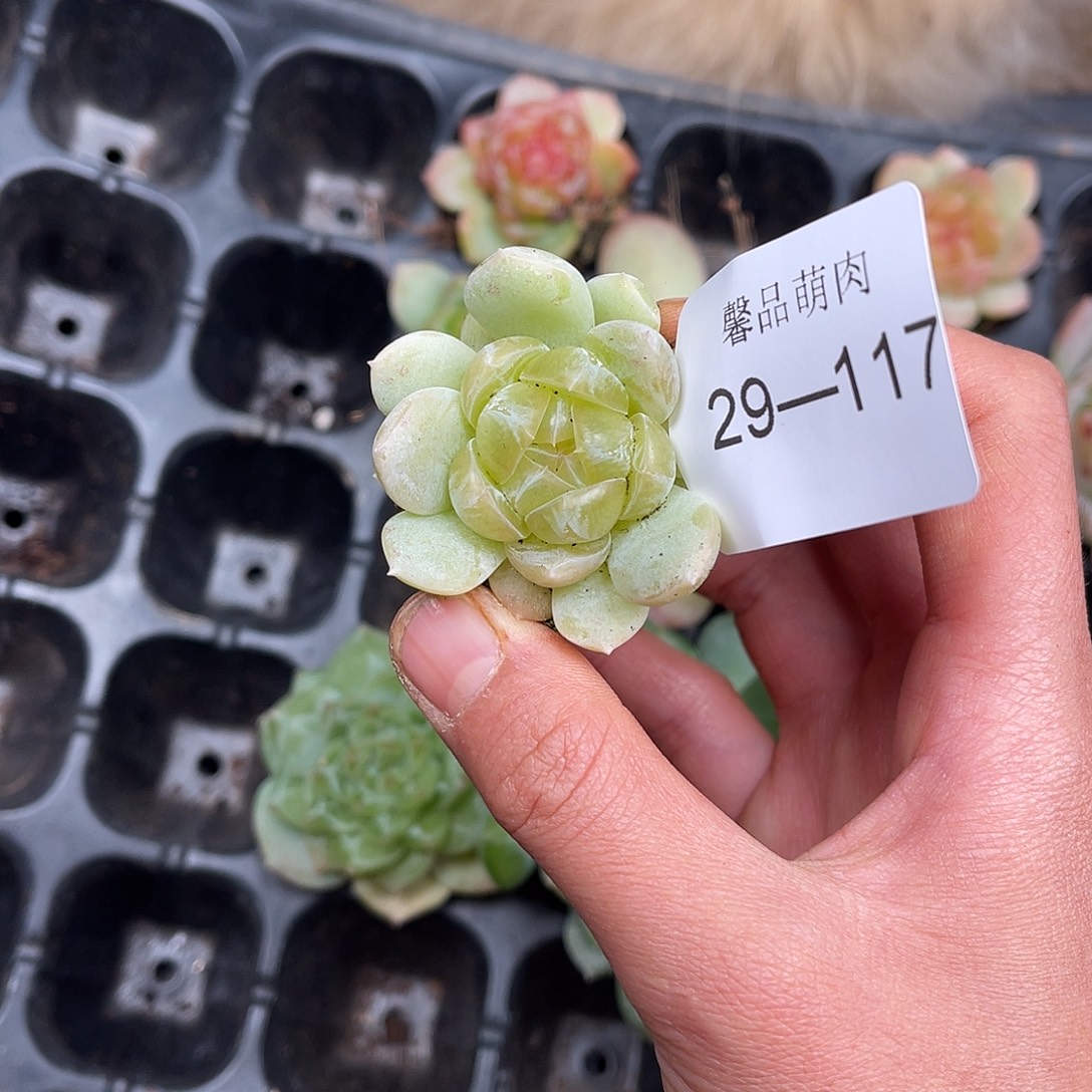 白***光多肉一物一拍29-117
