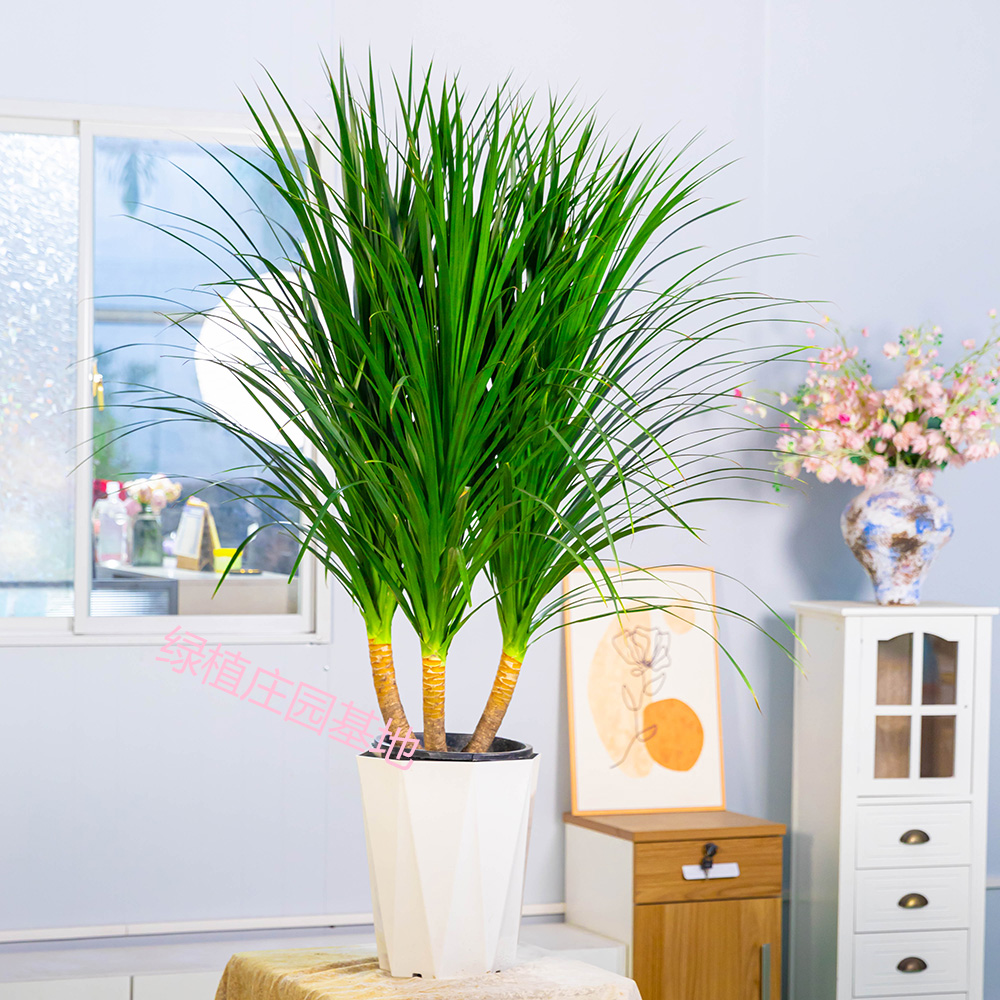 【送货上门】老庄龙血树高度1-1.3米盆栽地载水培好养室内造型款