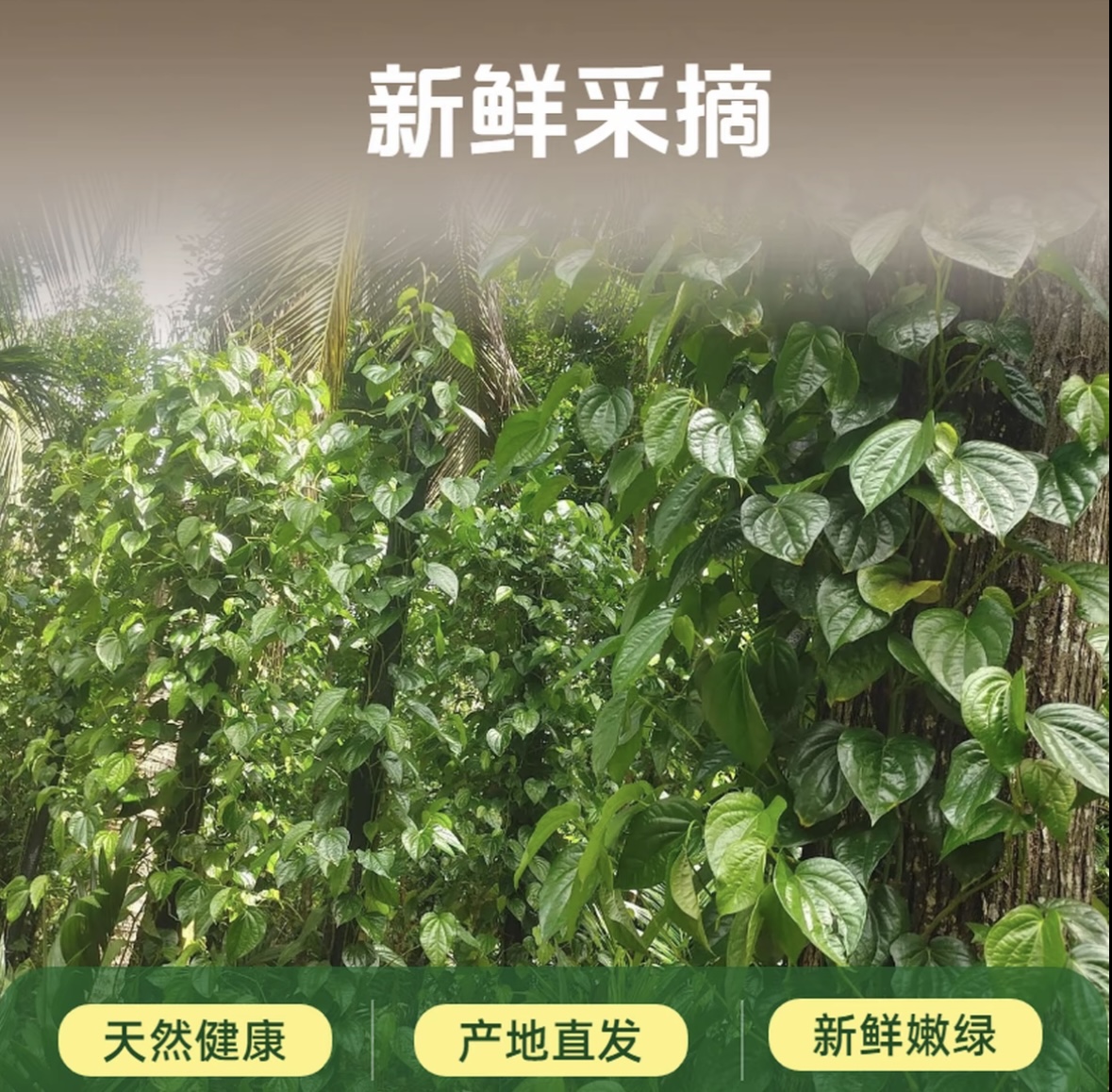 【顺丰空运】海南现摘新鲜独立包装假蒌叶蛤蒌叶