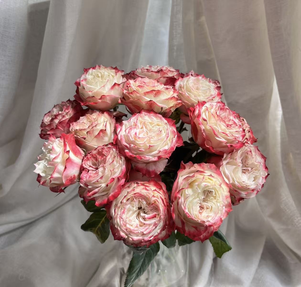 苹果杰克--单头玫瑰花朵圆润 色调层次分明