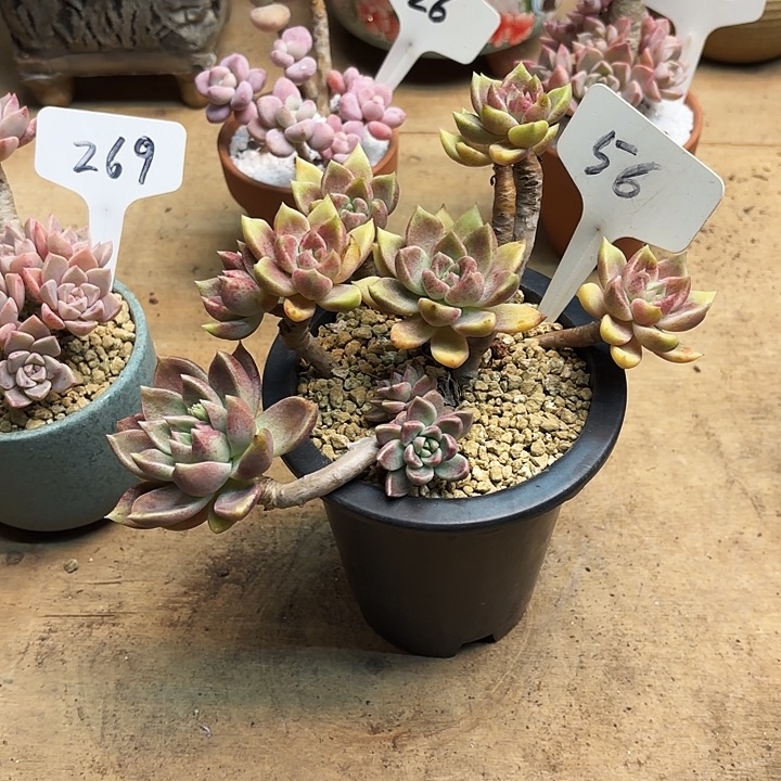 多肉植物，璀璨56号