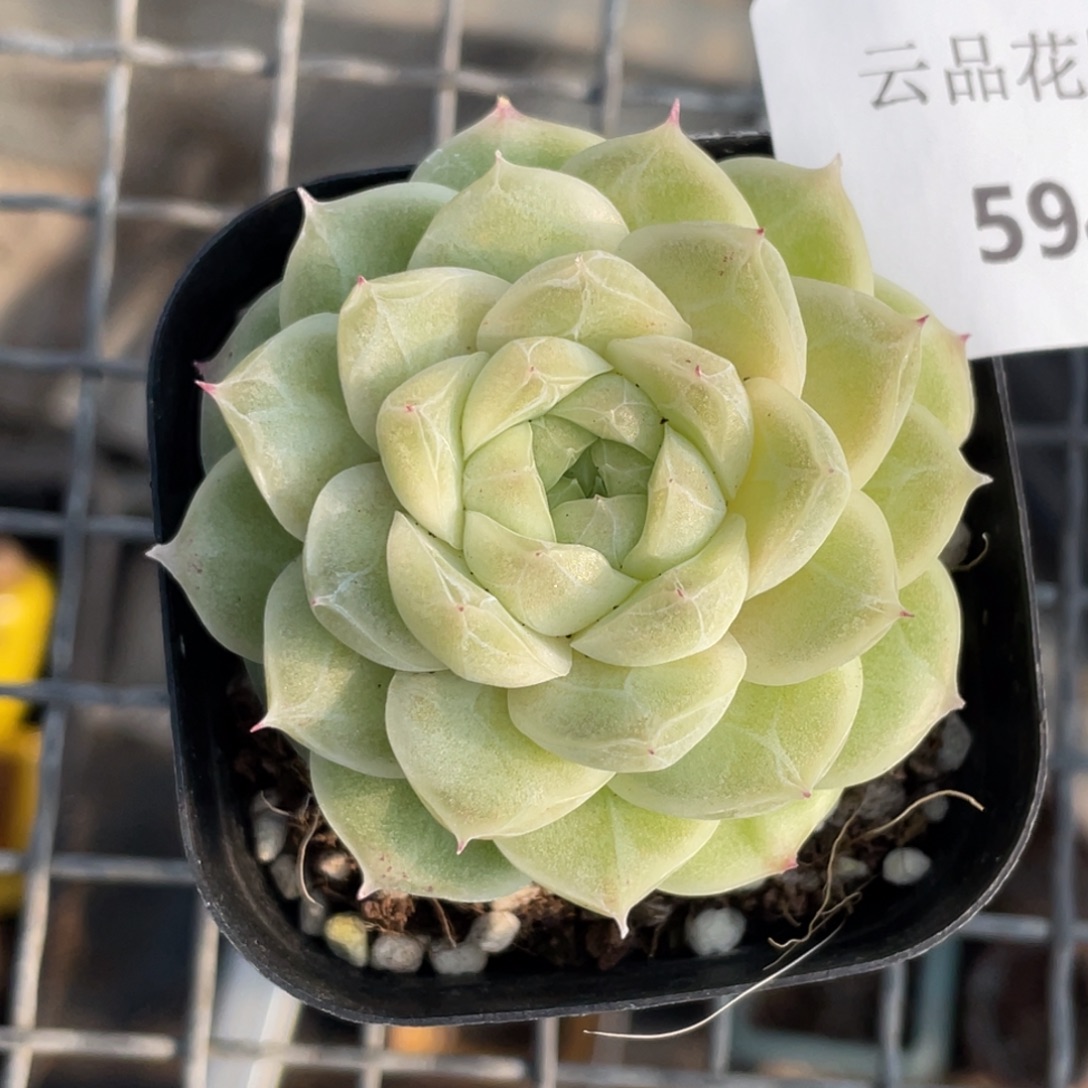 ****鹿594号糖心冰心珍妮 梨花白