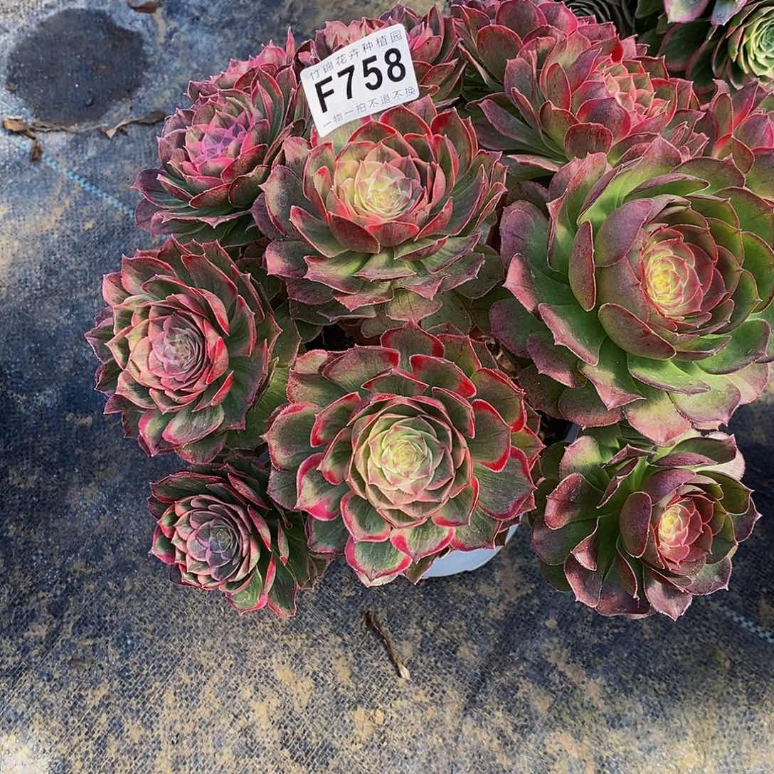 758丛林莲花座一棵