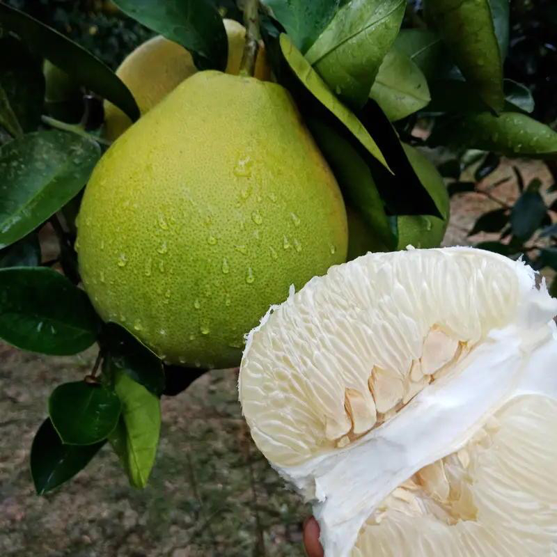 溆浦桥江楚柚现摘现发