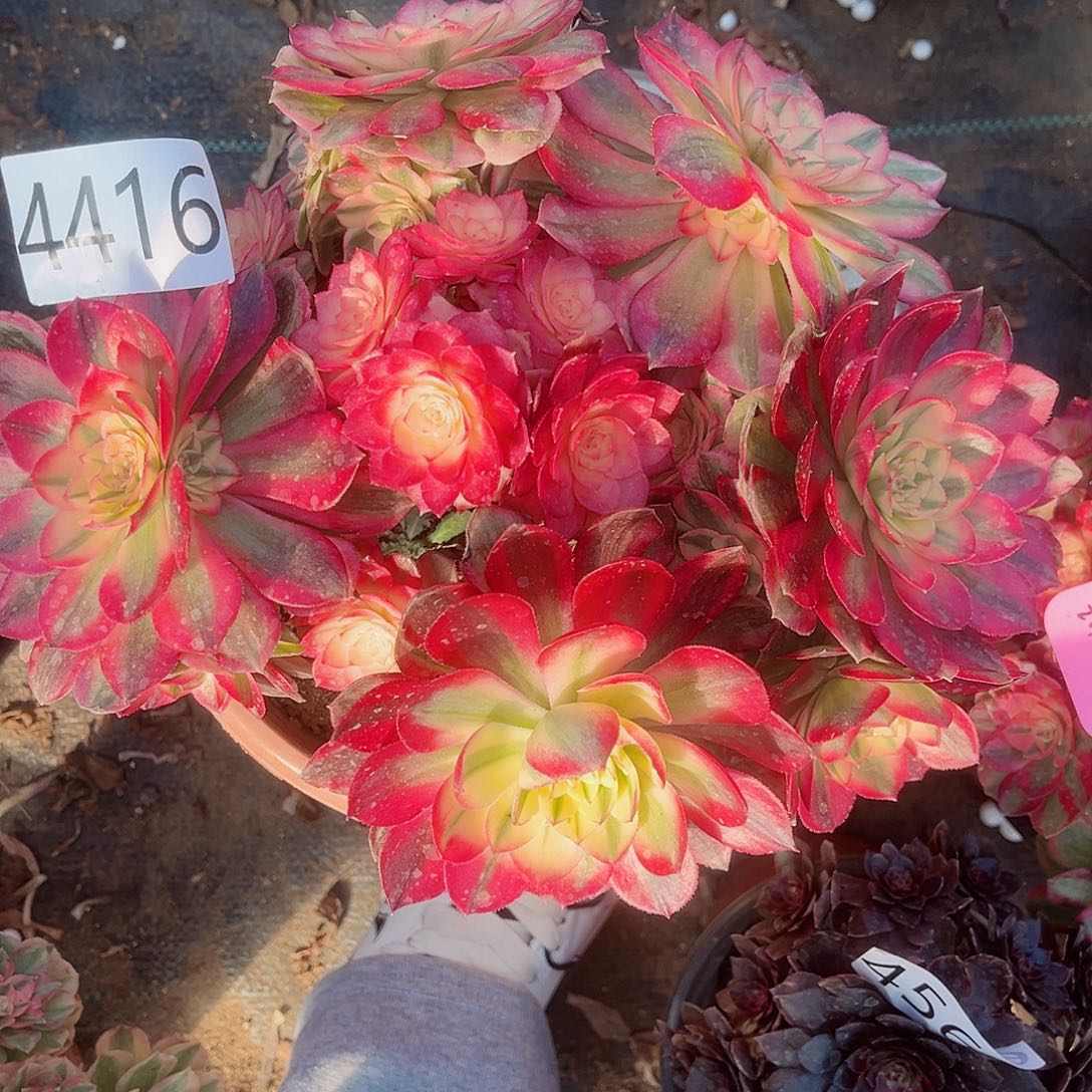 4416大倾城多肉植物