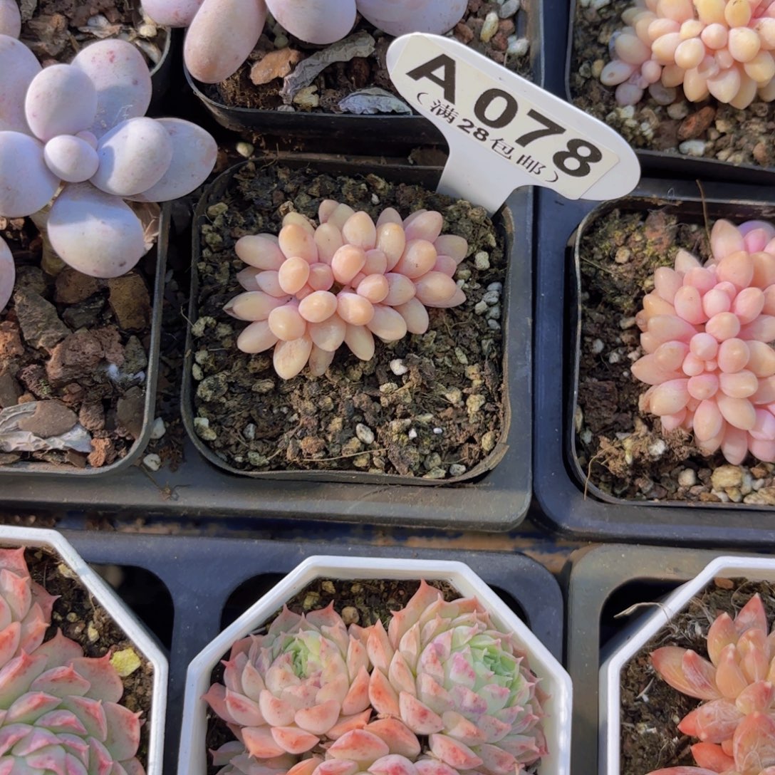 。***。A078一物一拍11111111