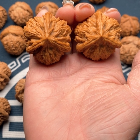 橄榄核手串/手链*️****文山三棱