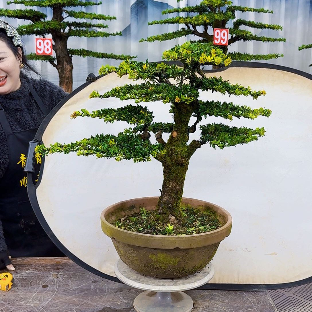 无花朵罗汉松888788888