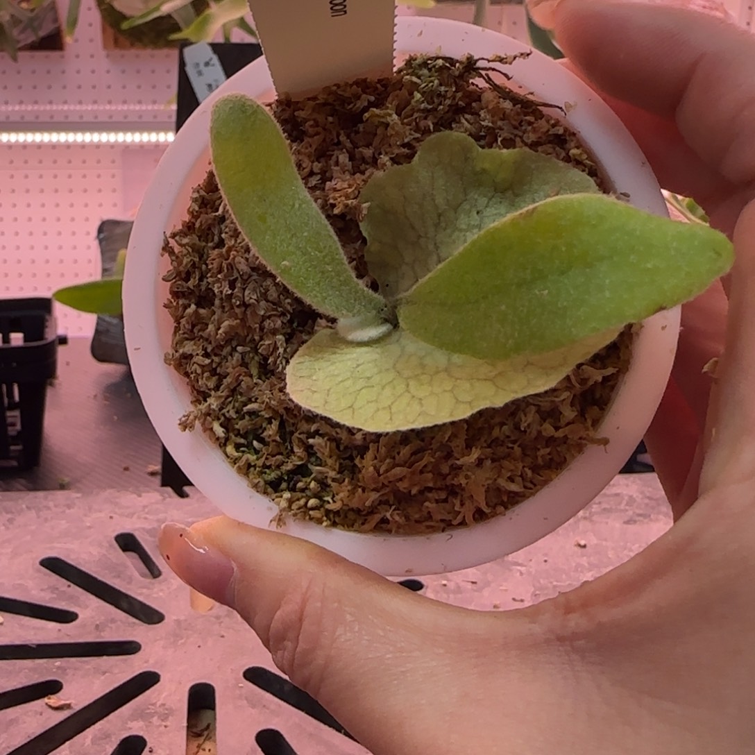 vp3X水手月鹿角蕨