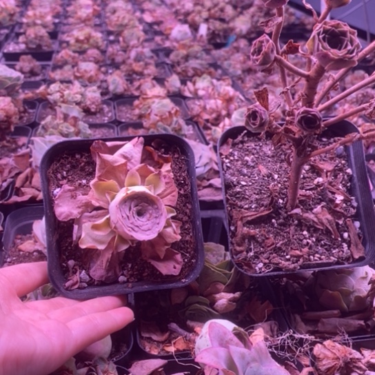 7797玫瑰玫瑰玫瑰玫瑰