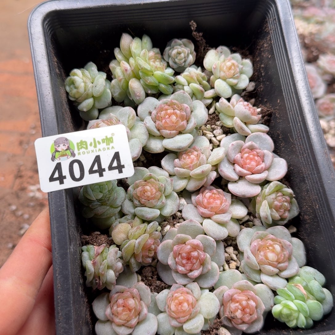 泡***x多肉植物多肉植物