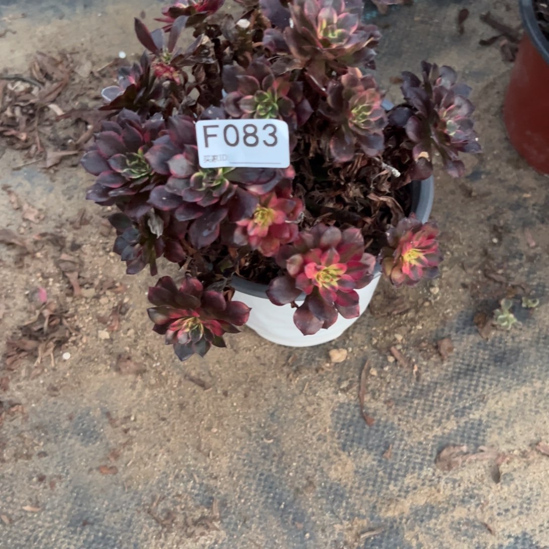 083烟花多肉植物法师